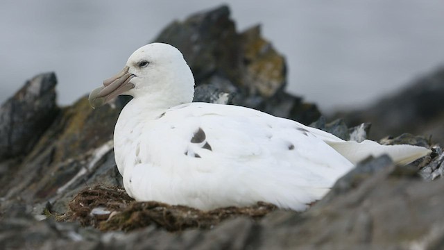 Southern Giant-Petrel - ML416591351