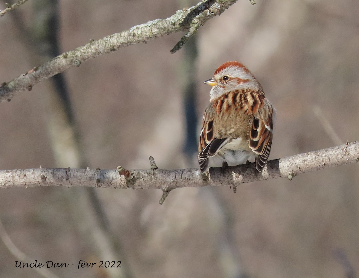 American Tree Sparrow - ML416591441