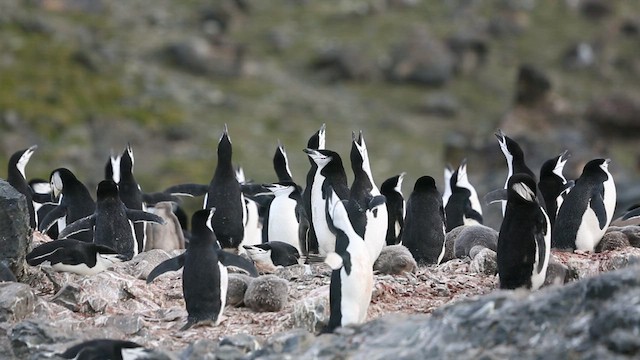 Çember Sakallı Penguen - ML416591761