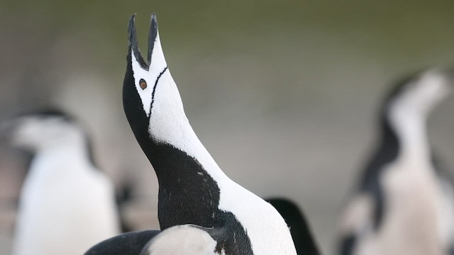 Chinstrap Penguin - ML416592051