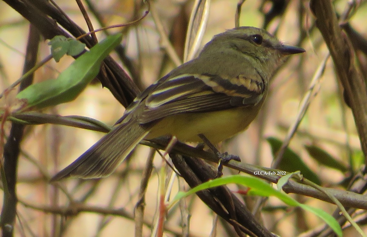 Fuscous Flycatcher - ML416592401