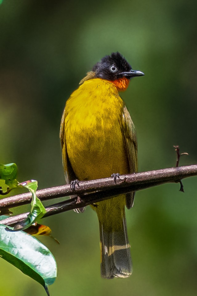 Flame-throated Bulbul - ML416592611