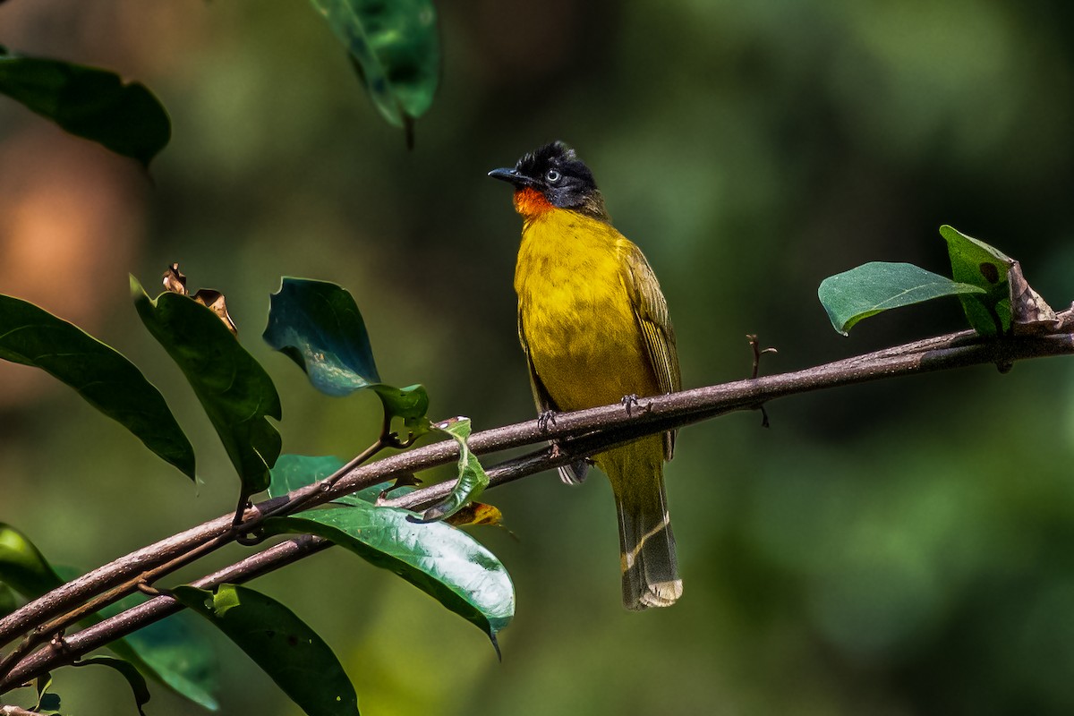 Flame-throated Bulbul - Vivek Saggar