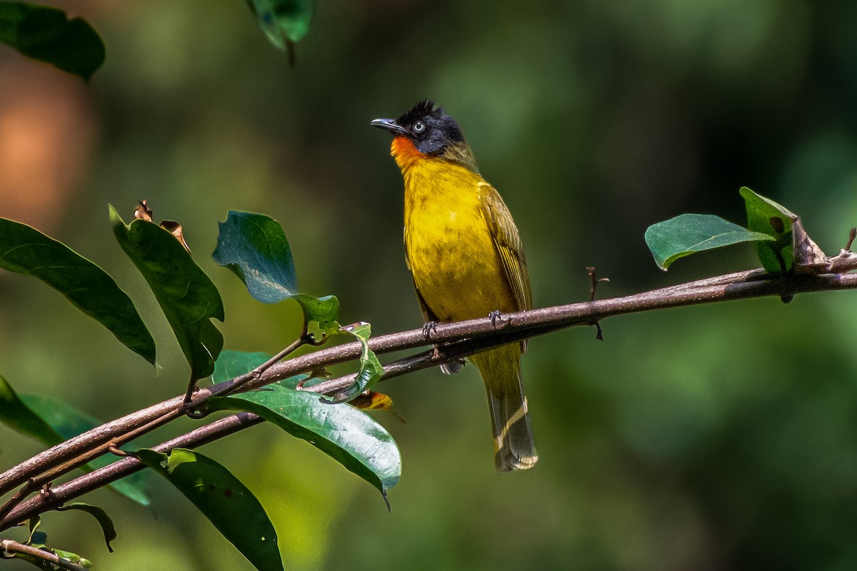 Flame-throated Bulbul - Vivek Saggar