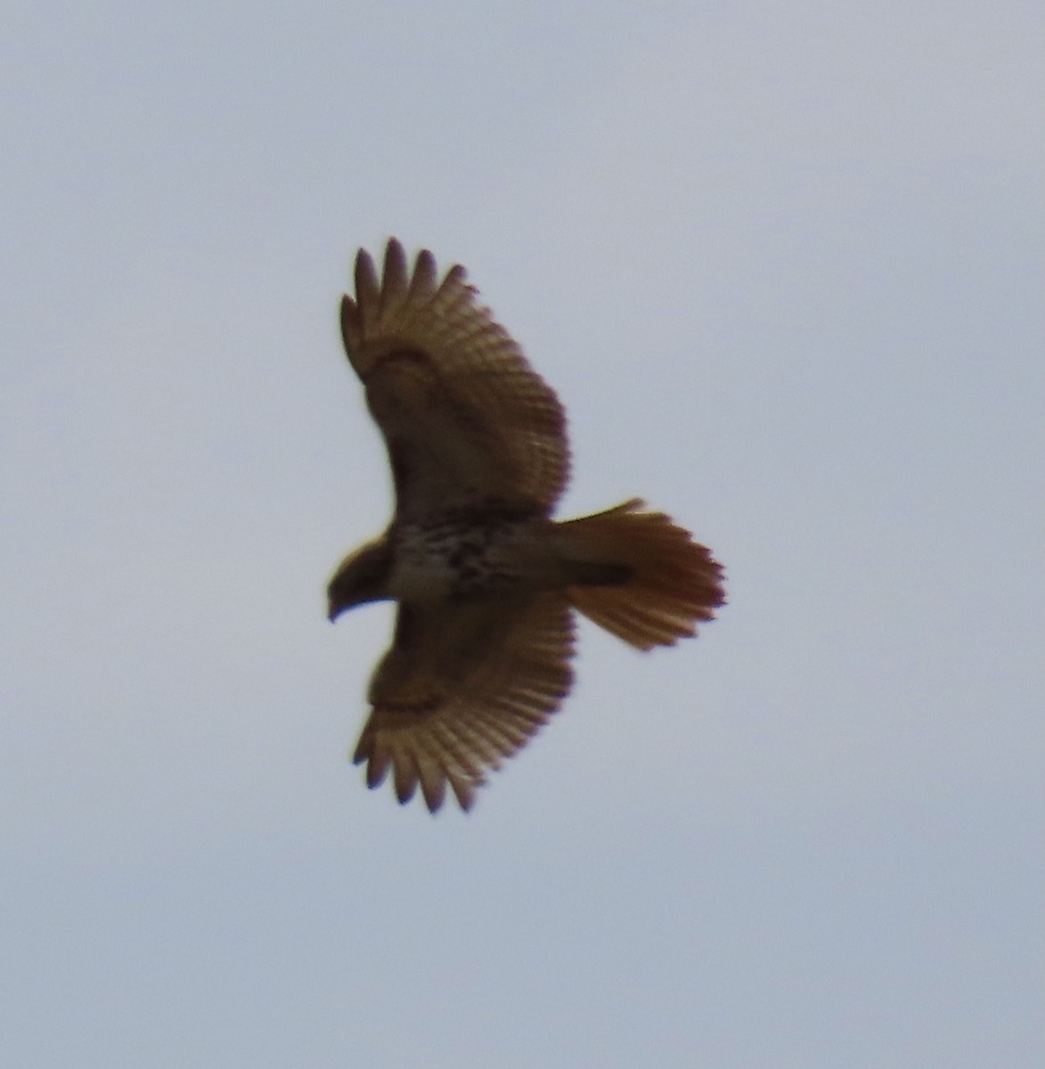 Red-tailed Hawk - ML416592671