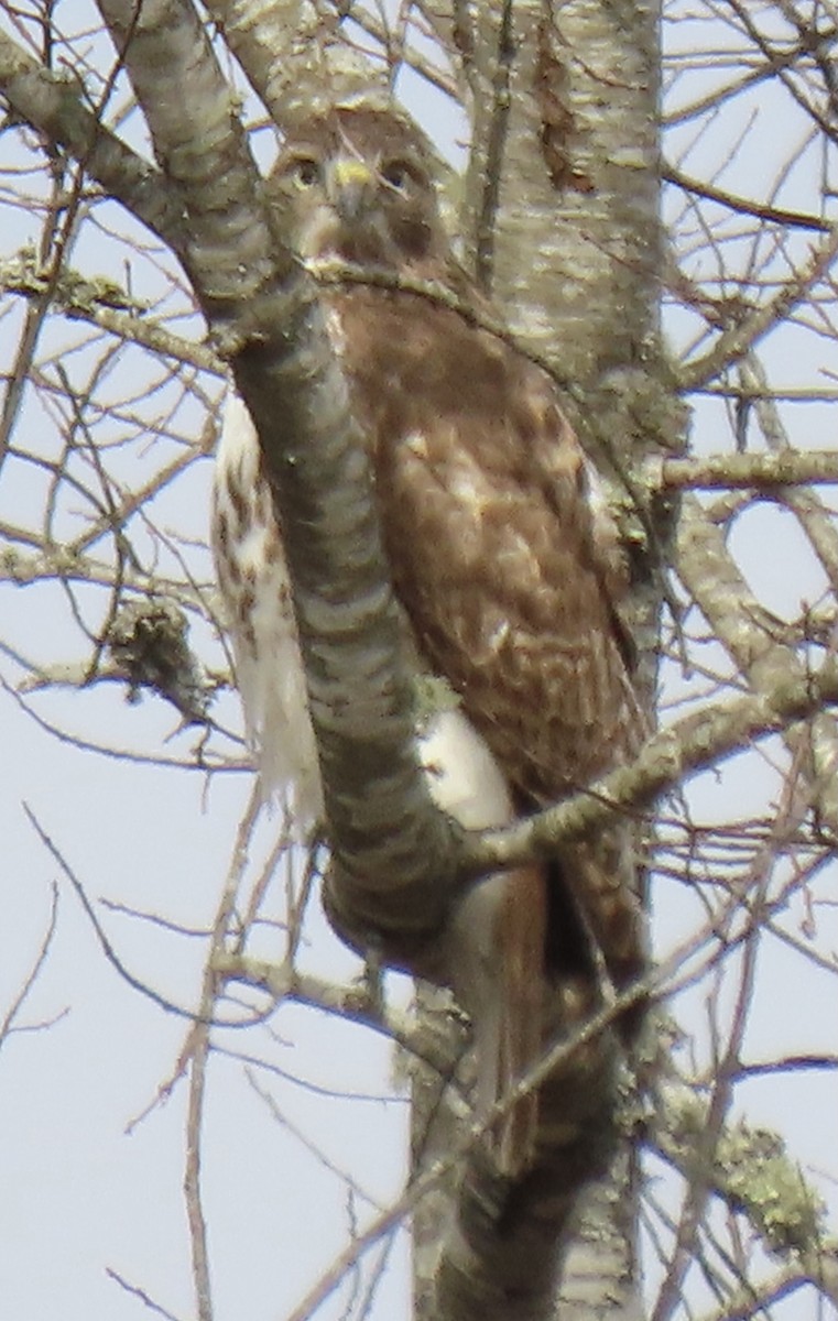Red-tailed Hawk - ML416592701