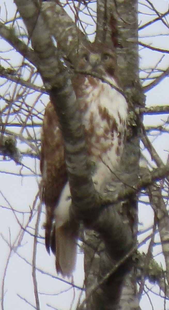 Red-tailed Hawk - ML416592731