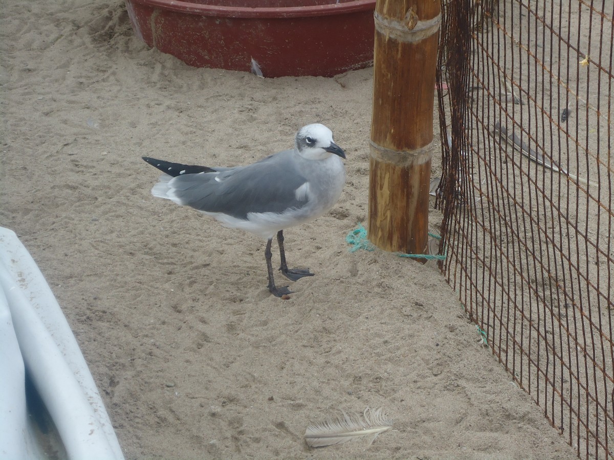 Laughing Gull - ML416592811