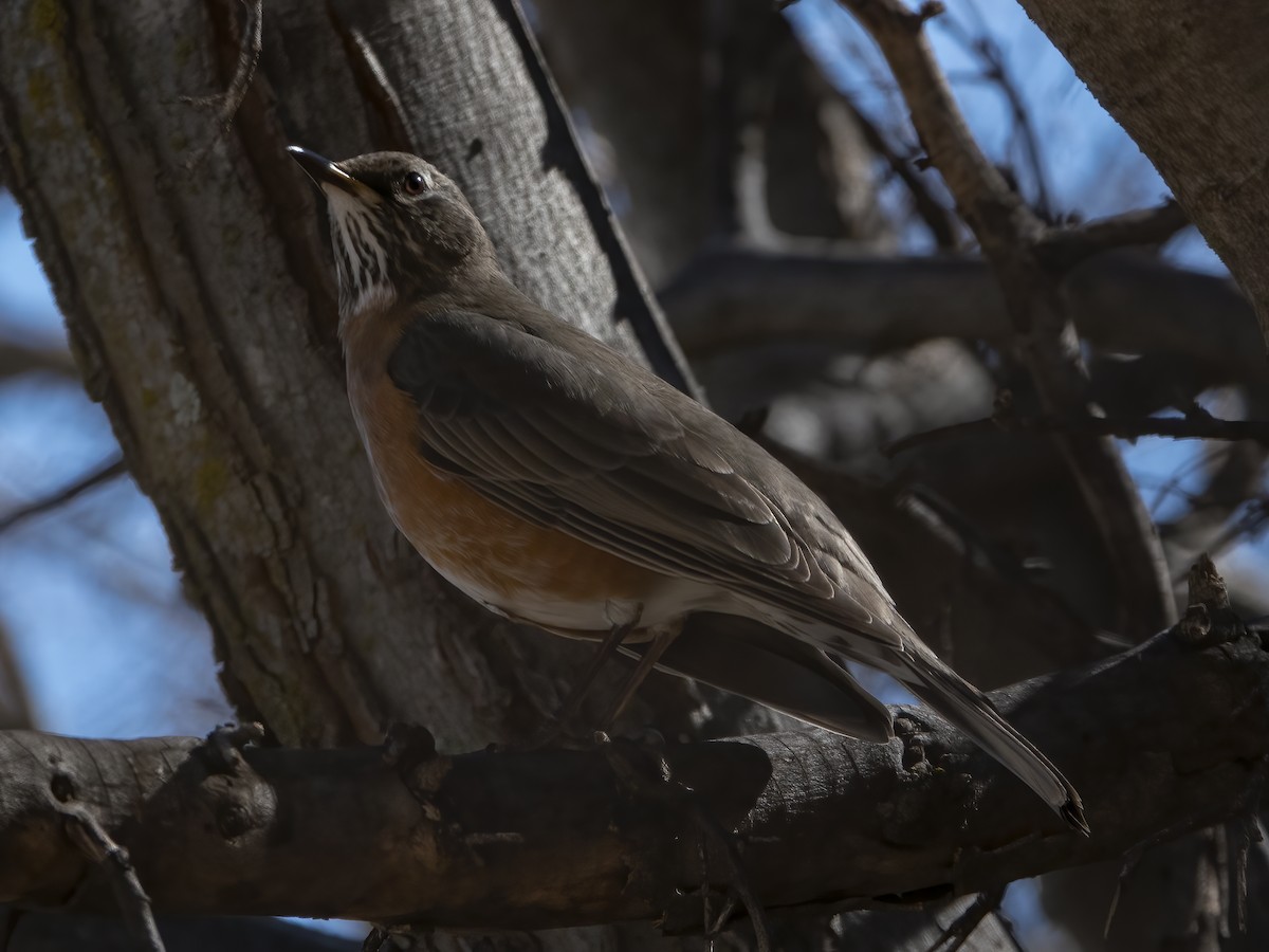 American Robin - ML416592831