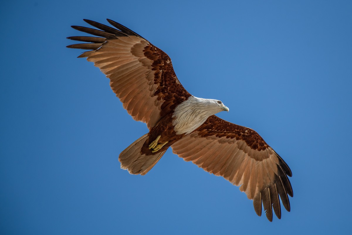 Brahminy Kite - Vivek Saggar