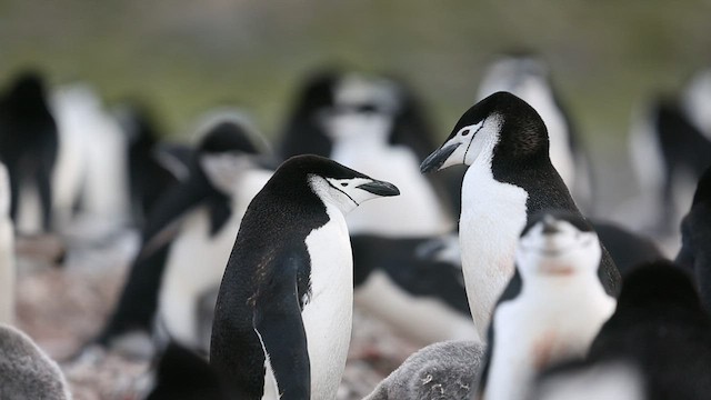 Chinstrap Penguin - ML416594131