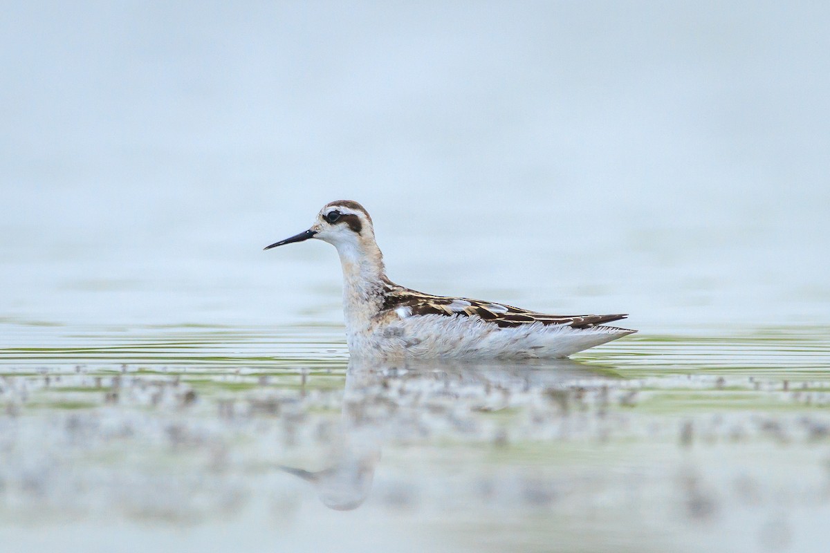 Red-necked Phalarope - ML416594141