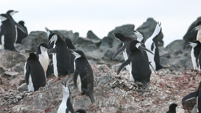 Chinstrap Penguin - ML416594281