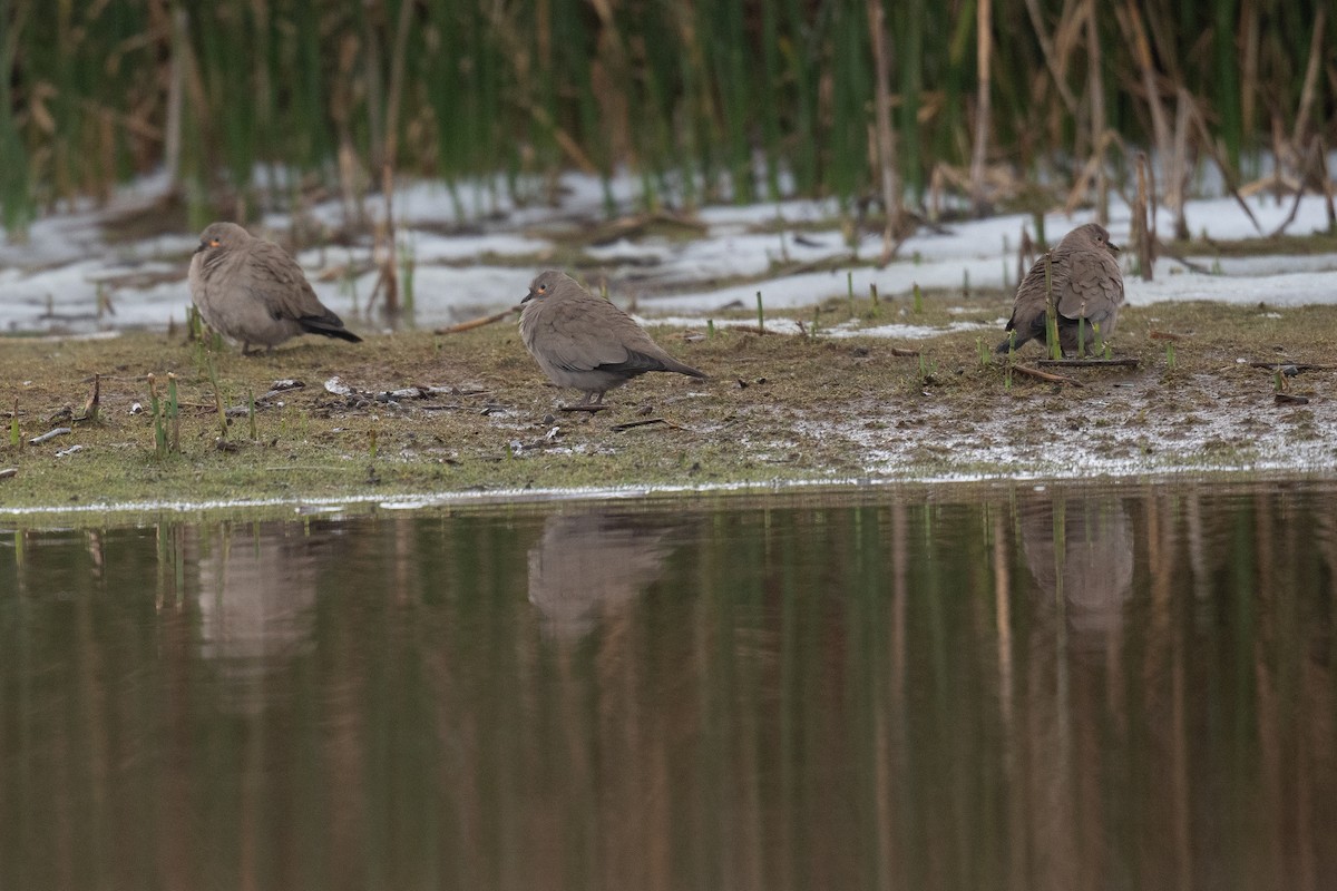 Black-winged Ground Dove - ML416595281