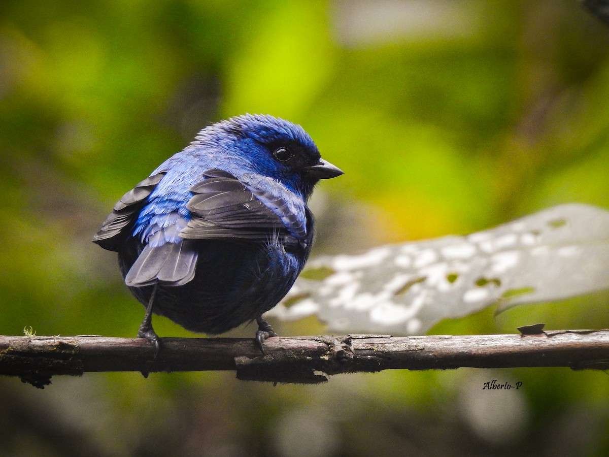 Blue-and-black Tanager - Alberto Peña