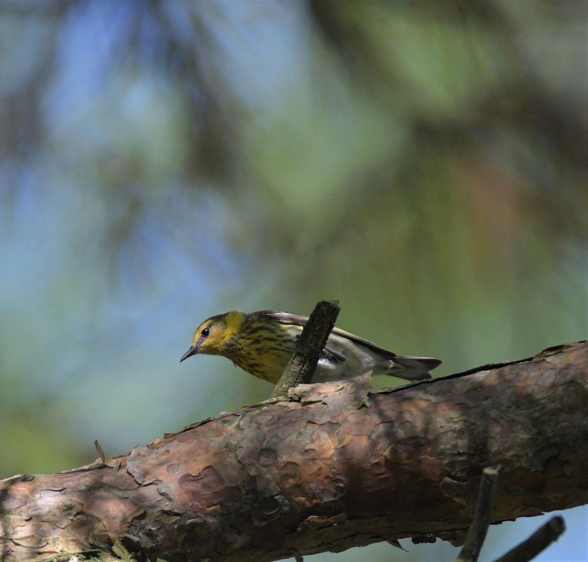 Cape May Warbler - ML416595741