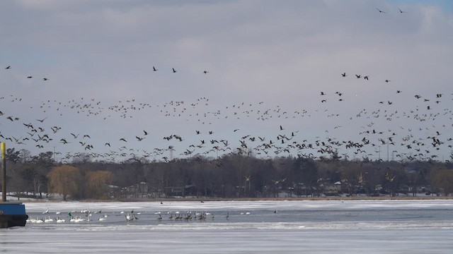 Canada Goose - ML416595791