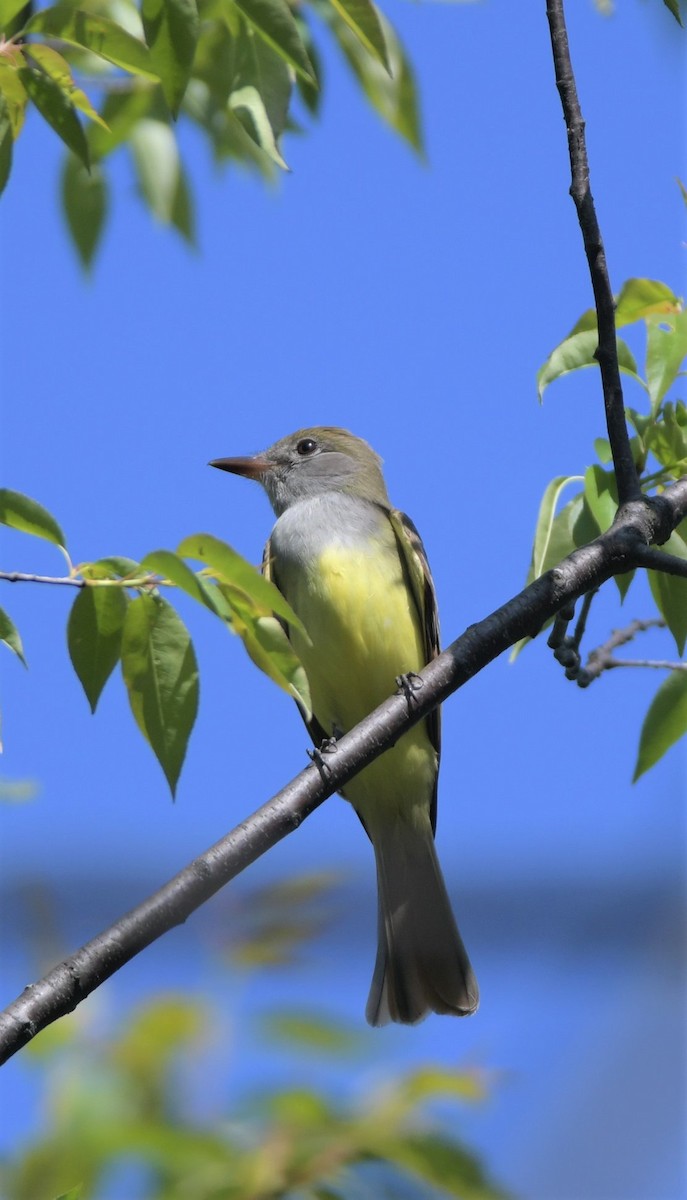 Great Crested Flycatcher - ML416596041