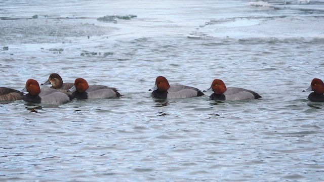 Redhead - ML416596091