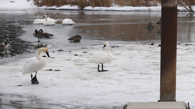 Tundra Swan - ML416596891