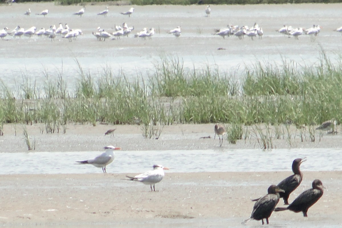 rødstrupesnipe - ML41659711