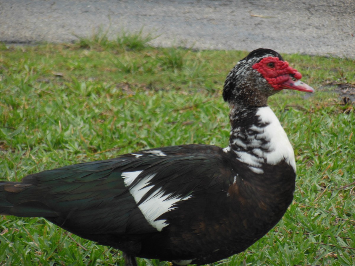 Muscovy Duck (Domestic type) - ML416597471