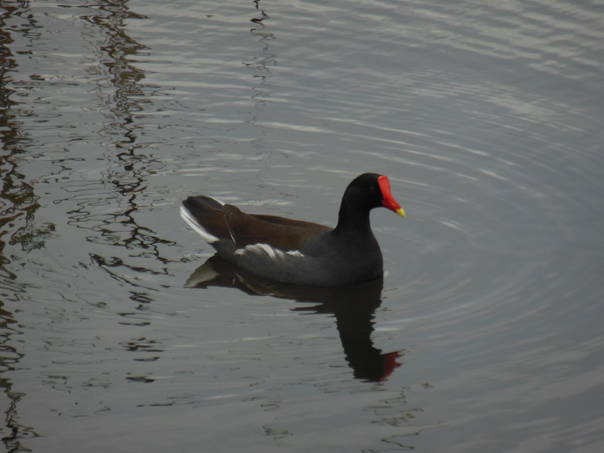 Common Gallinule - ML416597511