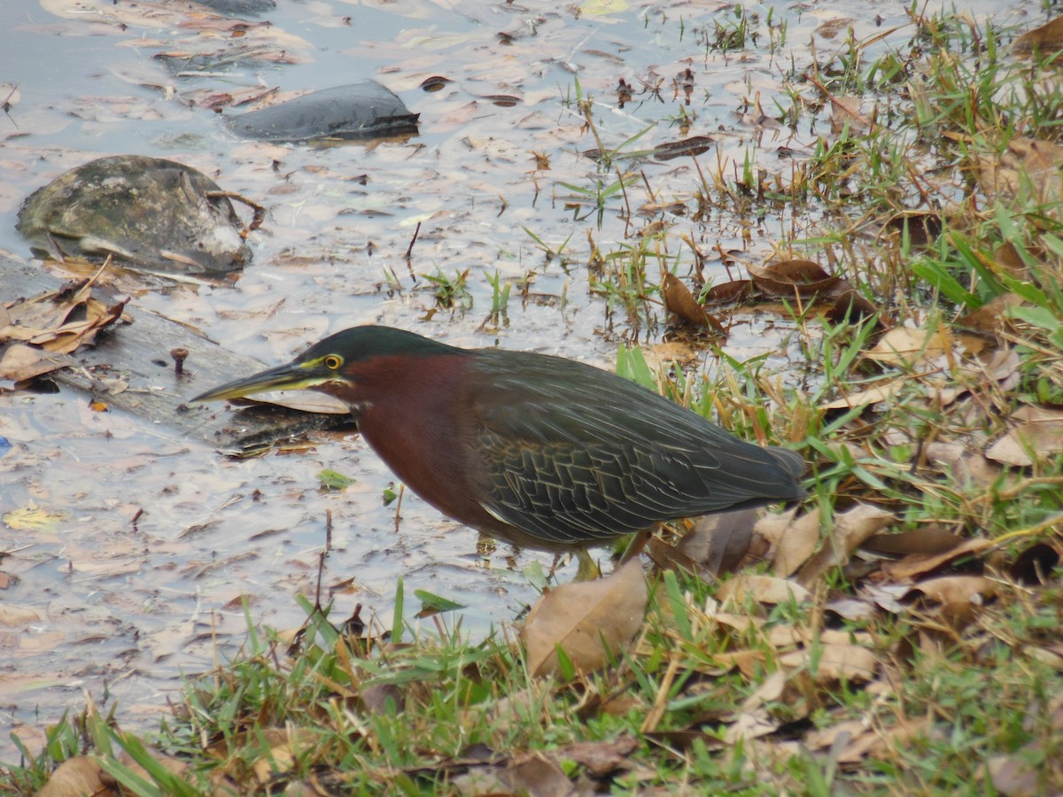 Green Heron - ML416597631