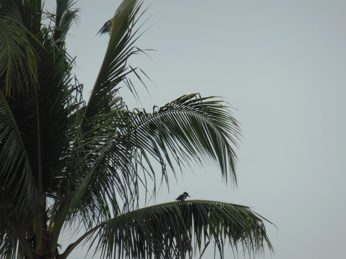 Belted Kingfisher - ML416597721