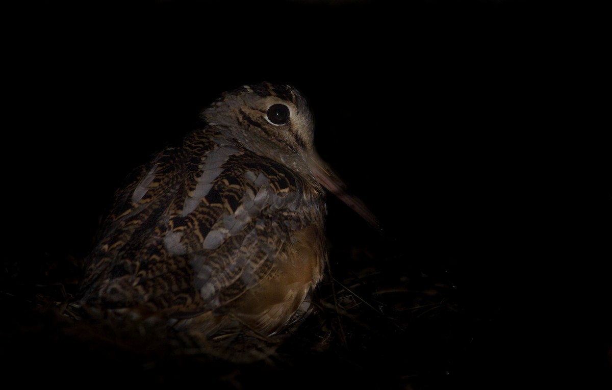 American Woodcock - Jared Conaway