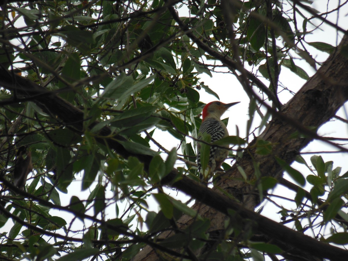 Red-bellied Woodpecker - ML416597941