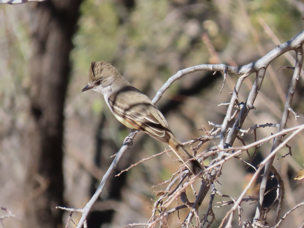 Ash-throated Flycatcher - ML416597961