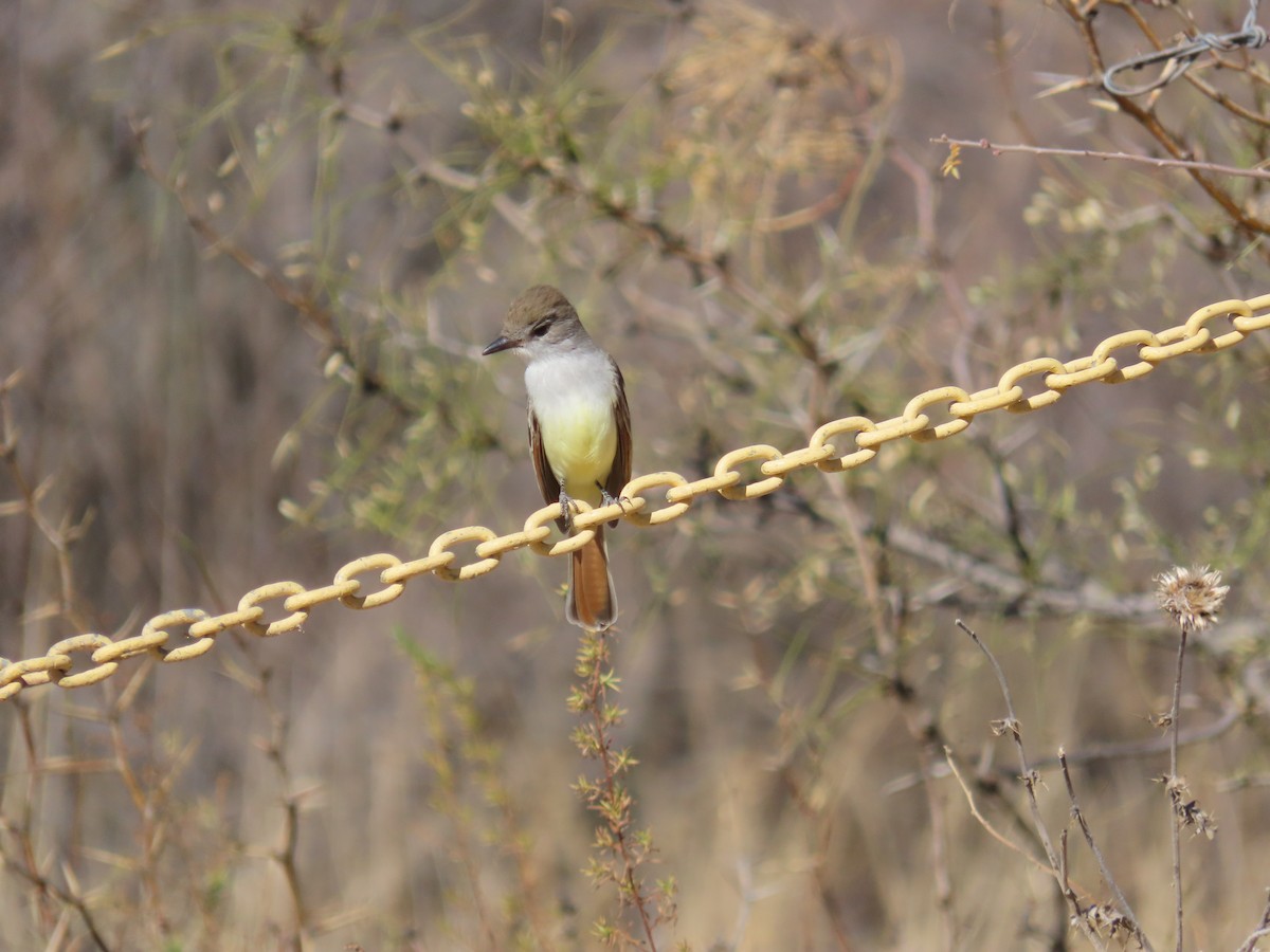 Ash-throated Flycatcher - ML416598001