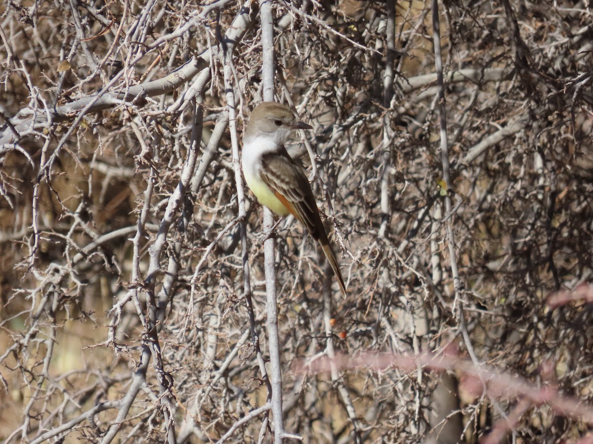 Ash-throated Flycatcher - Rebecca Suomala