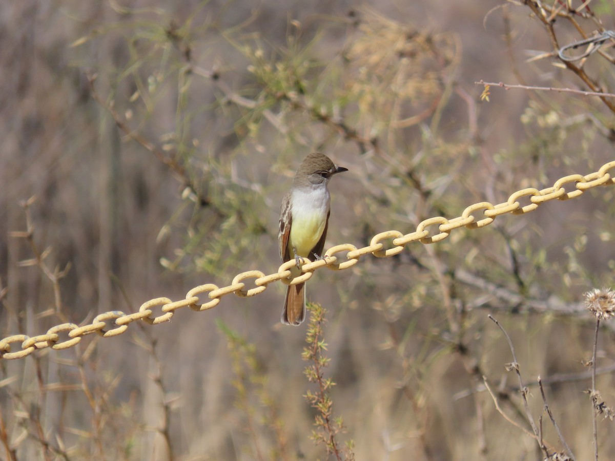 Ash-throated Flycatcher - Rebecca Suomala