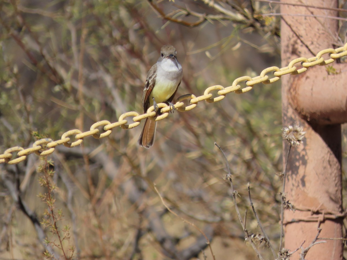 Ash-throated Flycatcher - Rebecca Suomala