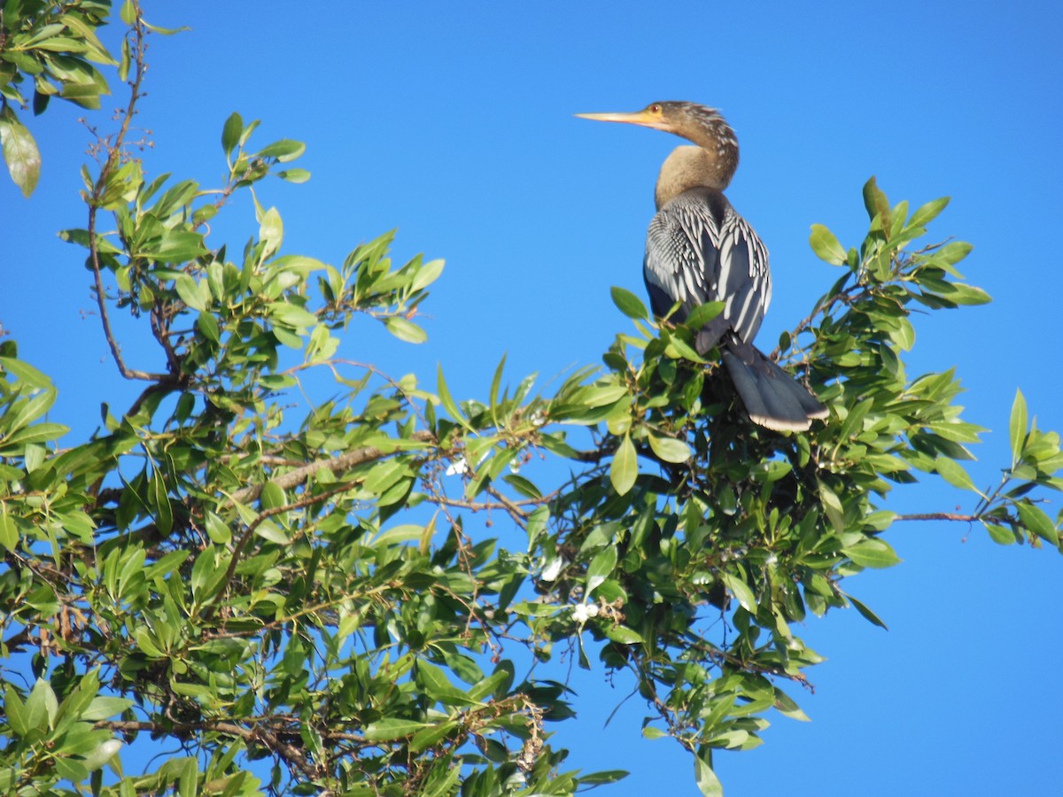 Amerika-Schlangenhalsvogel - ML416598291