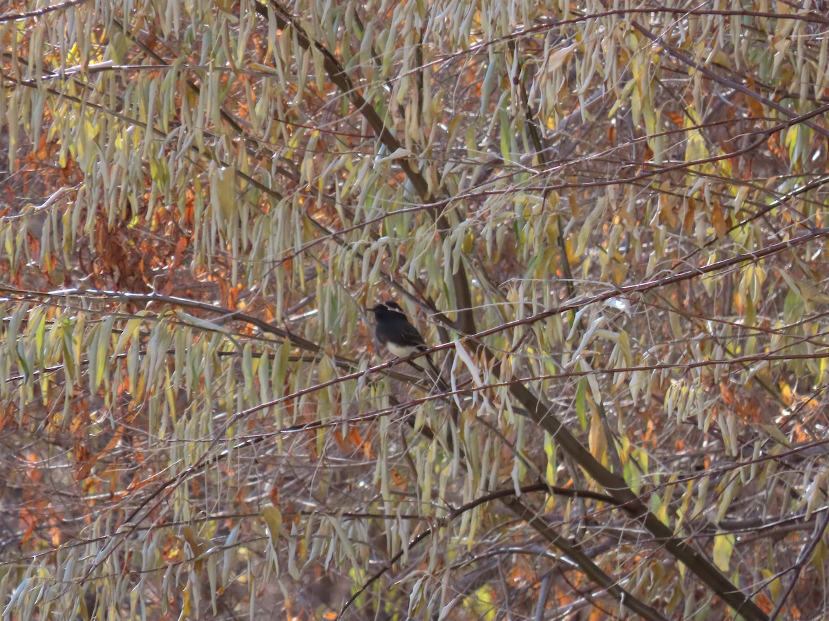 Black Phoebe - ML416598301