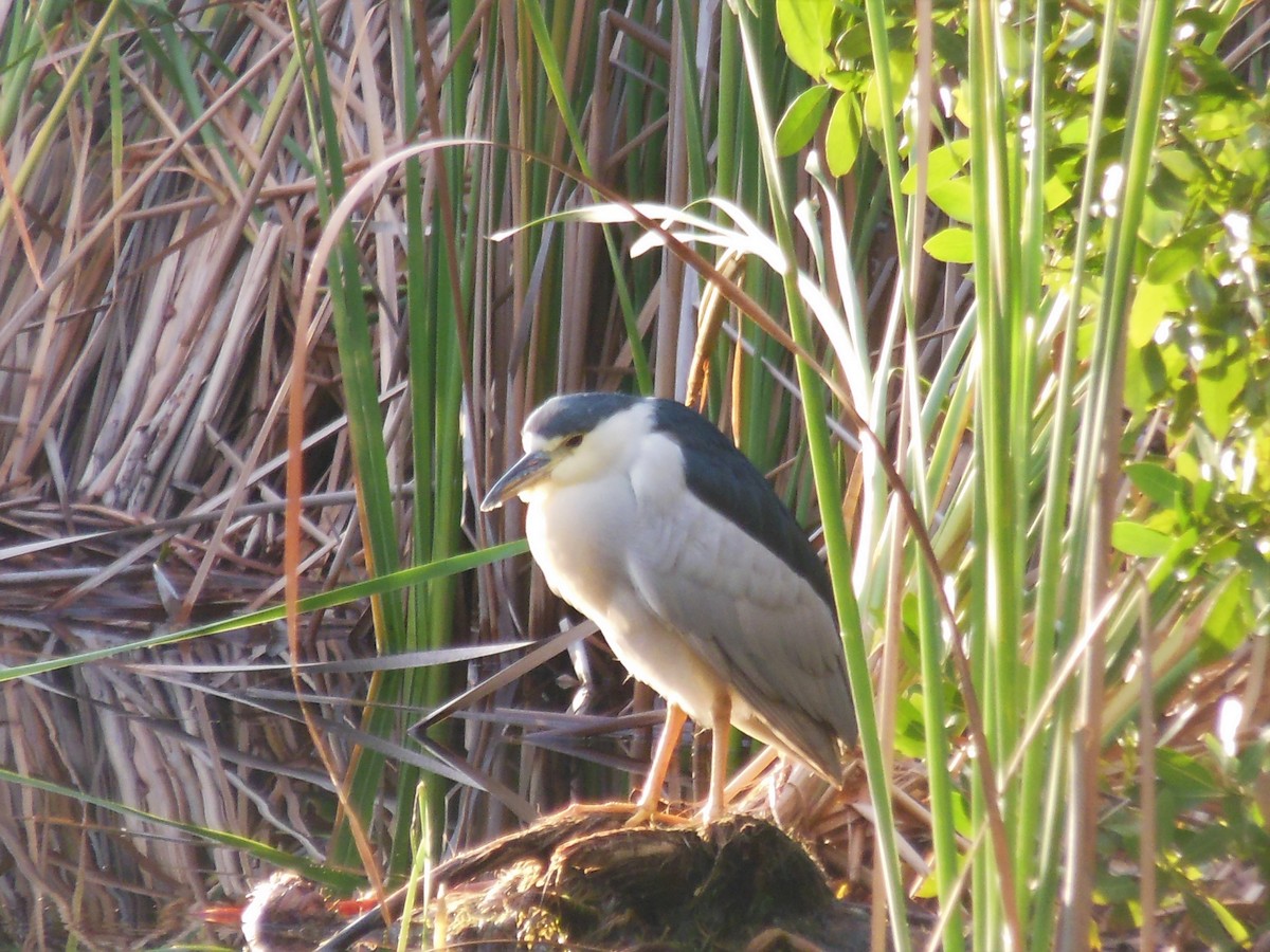 Black-crowned Night Heron - ML416598441