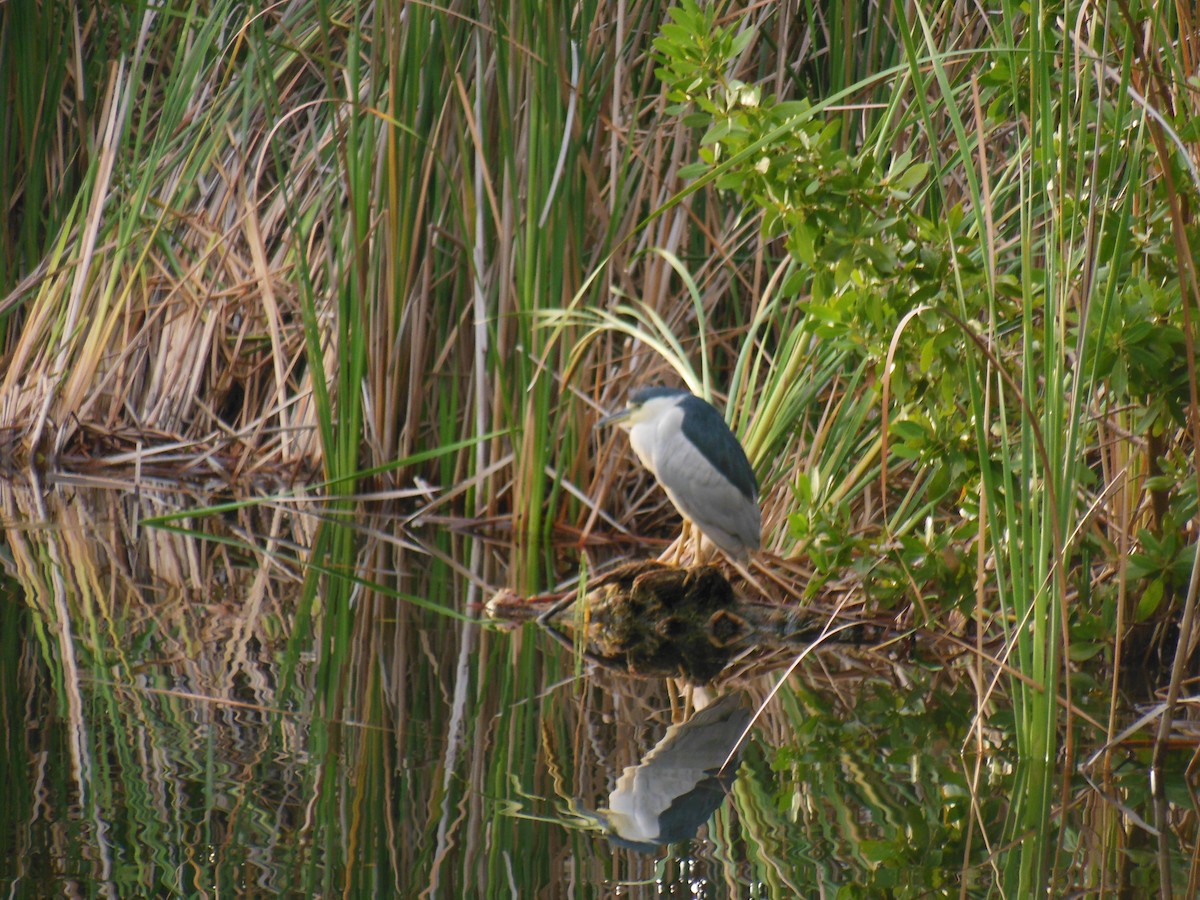 Black-crowned Night Heron - D Sacks