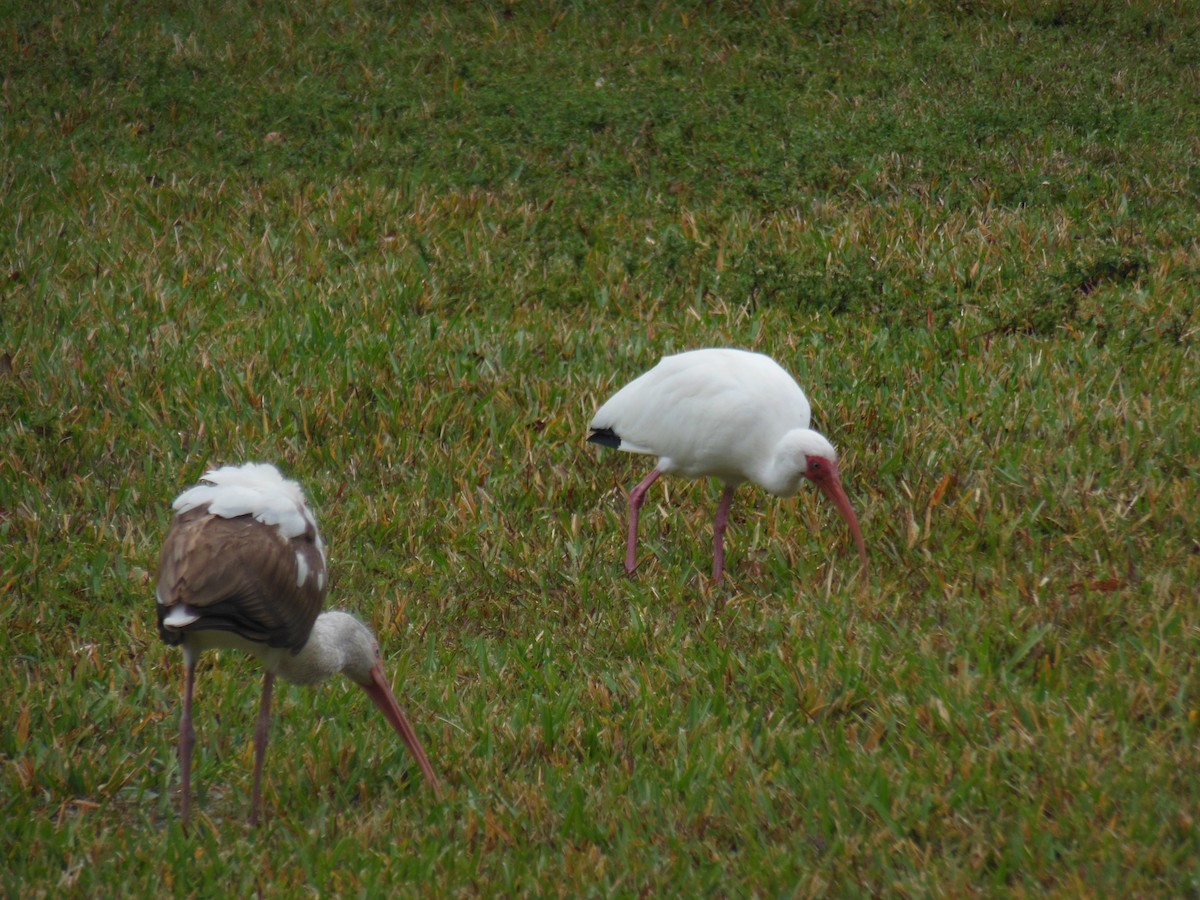 ibis bílý - ML416598561