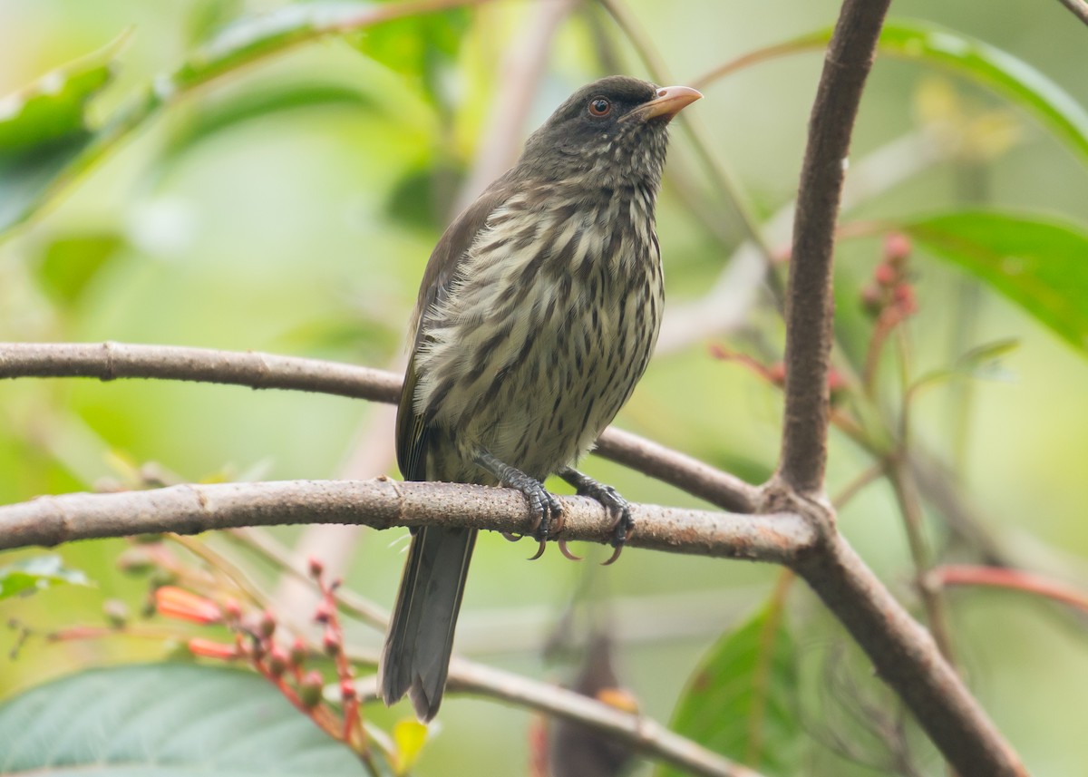 Palmchat - Patrick Van Thull