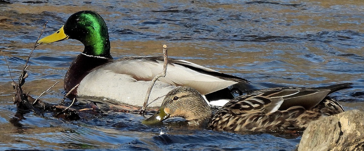 Mallard - Sandy Sanders