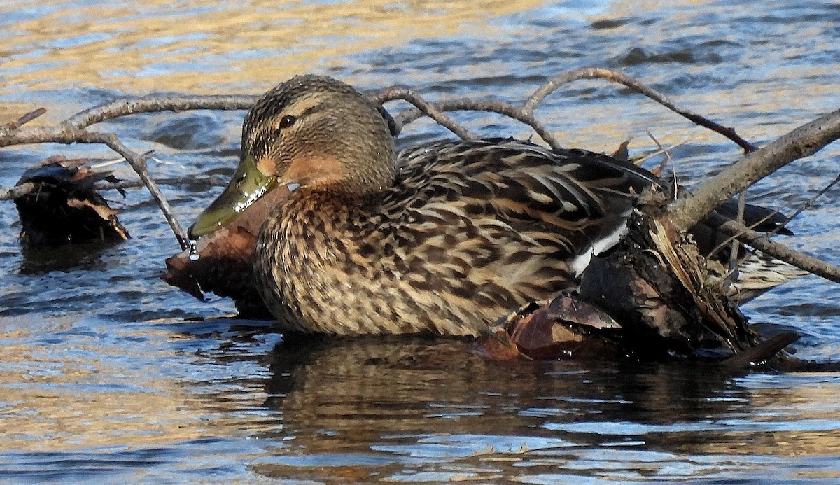 Germano reale - ML416600961