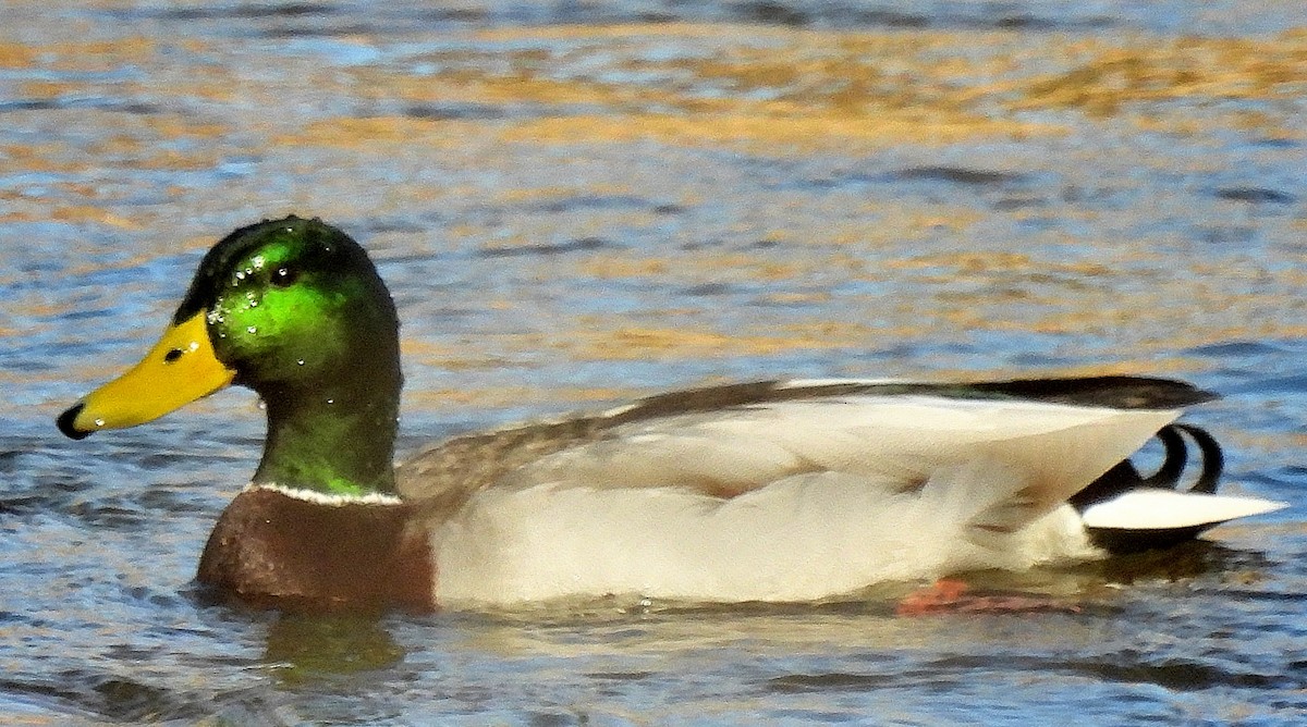 Mallard - ML416601021