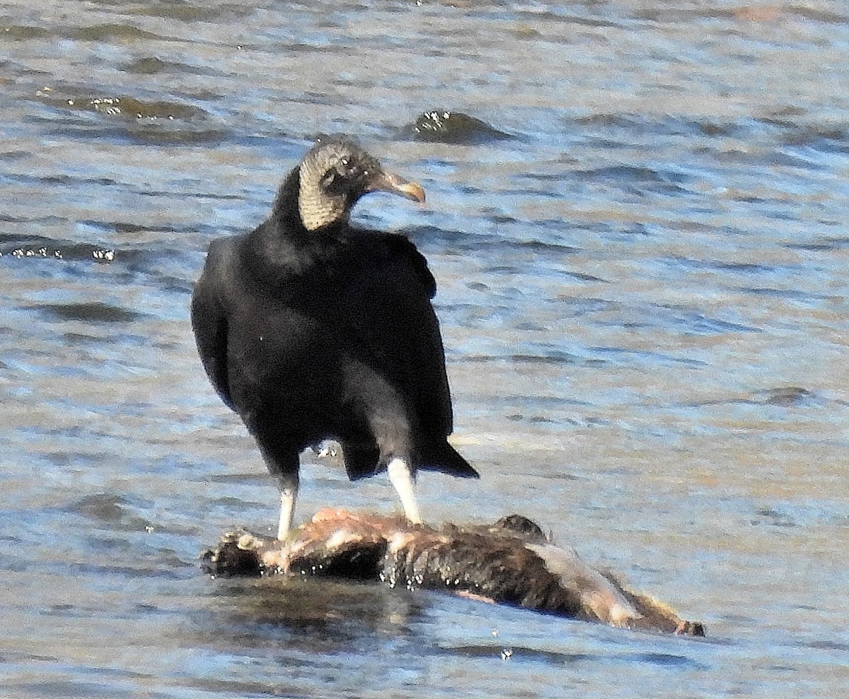 Black Vulture - ML416601101