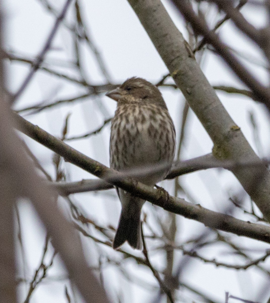 Purple Finch (Western) - ML416603191
