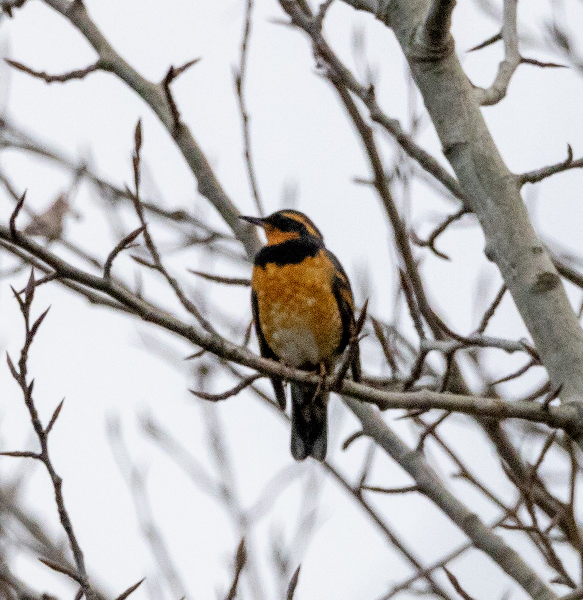 Varied Thrush - ML416603211