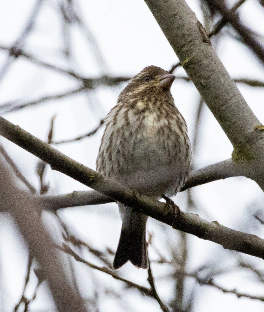 Purple Finch (Western) - ML416603231