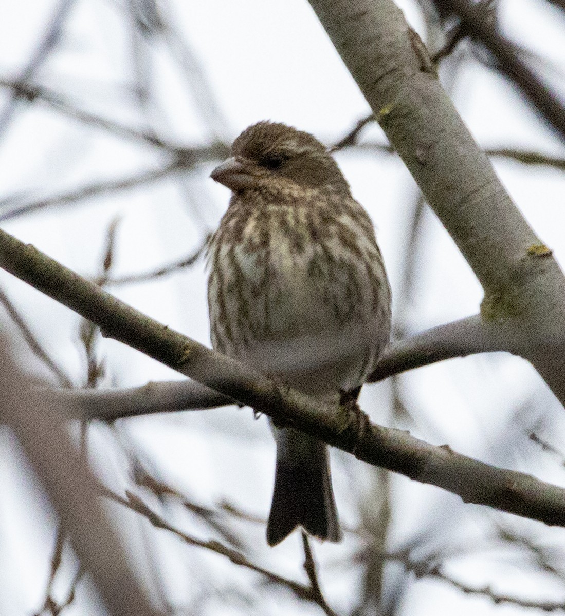 Purple Finch (Western) - ML416603251